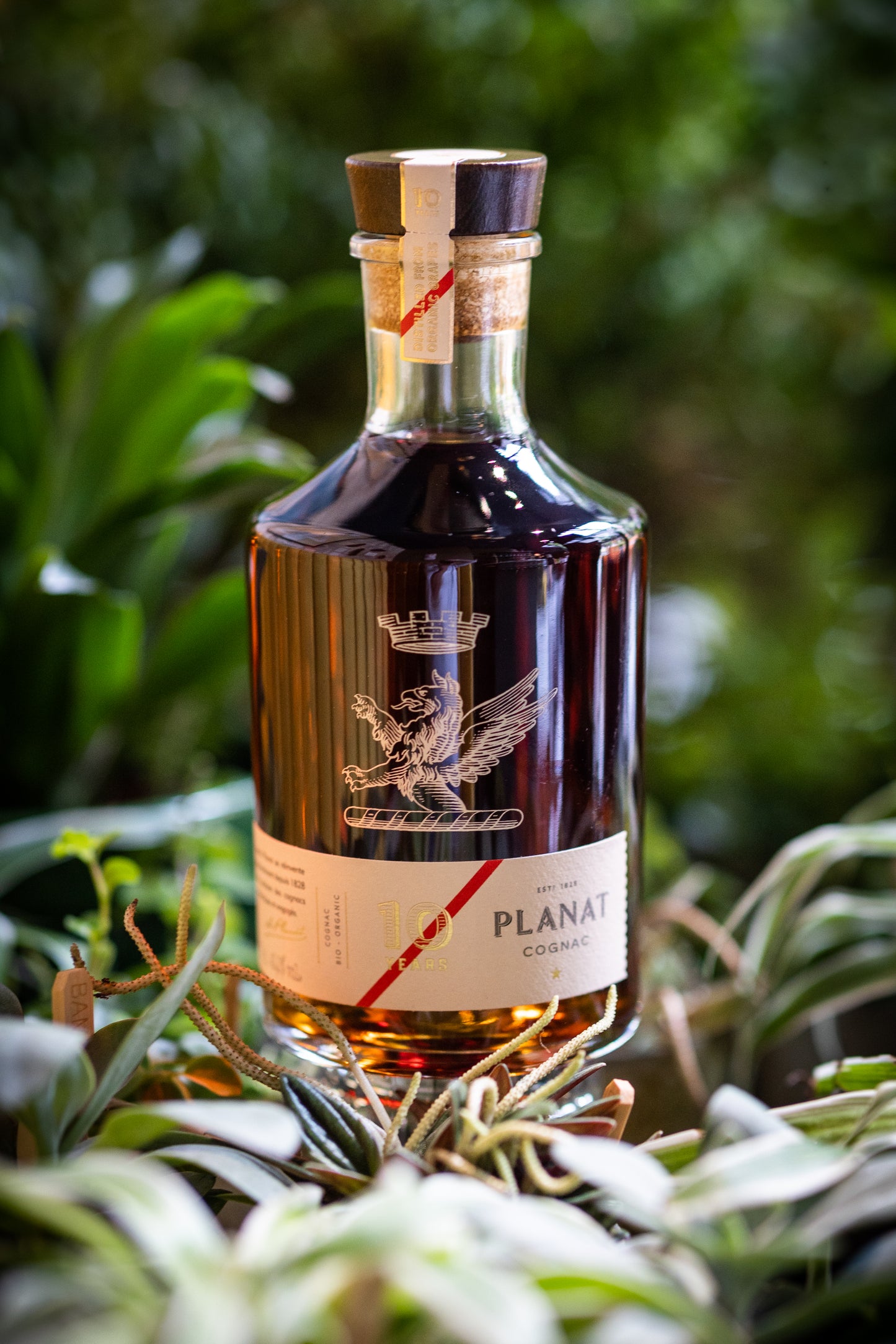 Cognac Planat 10 Years Bio
